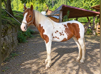 Barock Pinto, Merrie, 12 Jaar, 158 cm, Tobiano-alle-kleuren