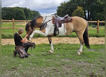 Barock Pinto, Merrie, 12 Jaar, 159 cm, Gevlekt-paard
