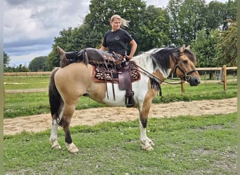 Barock Pinto, Merrie, 12 Jaar, 159 cm, Gevlekt-paard