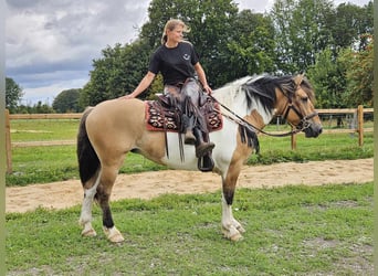 Barock Pinto, Merrie, 12 Jaar, 159 cm, Gevlekt-paard