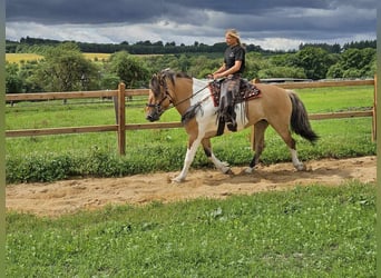 Barock Pinto, Merrie, 12 Jaar, 159 cm, Gevlekt-paard