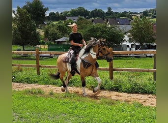 Barock Pinto, Merrie, 12 Jaar, 159 cm, Gevlekt-paard