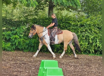 Barock Pinto, Merrie, 12 Jaar, 159 cm, Gevlekt-paard