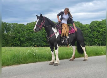 Barock Pinto, Merrie, 13 Jaar, 155 cm, Gevlekt-paard