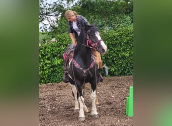 Barock Pinto, Merrie, 13 Jaar, 155 cm, Gevlekt-paard