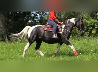 Barock Pinto, Merrie, 13 Jaar, 162 cm, Gevlekt-paard