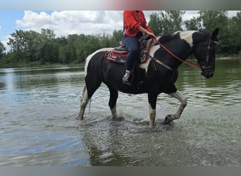 Barock Pinto, Merrie, 13 Jaar, 162 cm, Gevlekt-paard