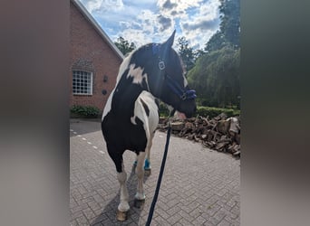 Barock Pinto, Merrie, 13 Jaar, 168 cm, Gevlekt-paard