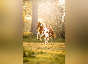 Barock Pinto Mix, Merrie, 14 Jaar, 163 cm, Gevlekt-paard