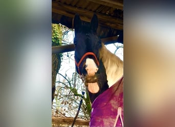Barock Pinto, Merrie, 17 Jaar, 164 cm, Gevlekt-paard
