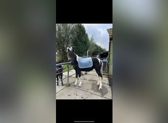 Barock Pinto Mix, Merrie, 1 Jaar, 140 cm, Gevlekt-paard