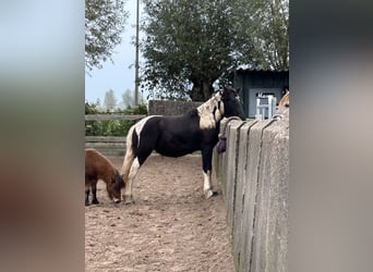 Barock Pinto Mix, Merrie, 1 Jaar, 140 cm, Gevlekt-paard