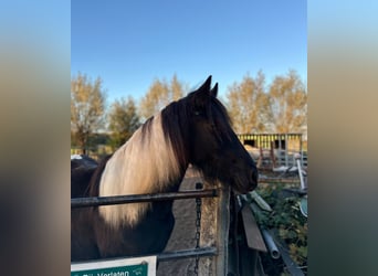 Barock Pinto Mix, Merrie, 1 Jaar, 140 cm, Gevlekt-paard