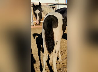 Barock Pinto, Merrie, 1 Jaar, 155 cm, Gevlekt-paard