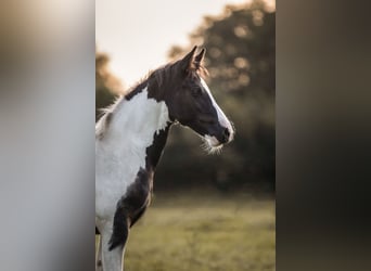Barock Pinto, Merrie, 1 Jaar, 156 cm, Gevlekt-paard