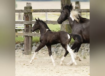 Barock Pinto, Merrie, 1 Jaar, 166 cm, Gevlekt-paard