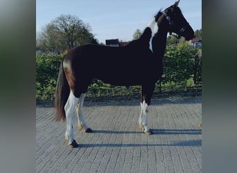 Barock Pinto, Merrie, 1 Jaar, 166 cm, Gevlekt-paard