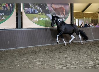 Barock Pinto, Merrie, 1 Jaar, 166 cm, Gevlekt-paard