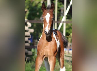 Barock Pinto Mix, Merrie, 1 Jaar, 170 cm, Gevlekt-paard