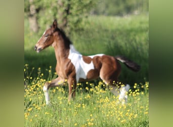 Barock Pinto Mix, Merrie, 1 Jaar, 170 cm, Gevlekt-paard
