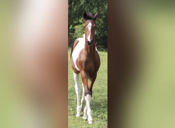 Barock Pinto Mix, Merrie, 1 Jaar, 170 cm, Gevlekt-paard