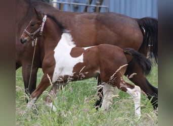 Barock Pinto Mix, Merrie, 1 Jaar, 170 cm, Gevlekt-paard