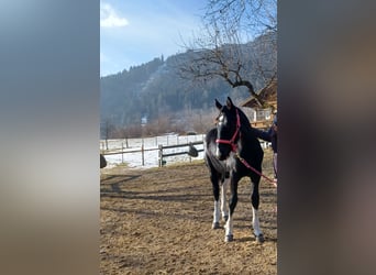 Barock Pinto, Merrie, 1 Jaar, Gevlekt-paard