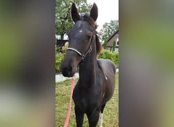 Barock Pinto Mix, Merrie, 1 Jaar, Gevlekt-paard