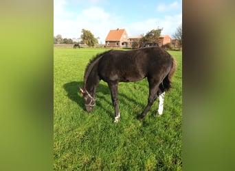Barock Pinto, Merrie, 1 Jaar, Tobiano-alle-kleuren