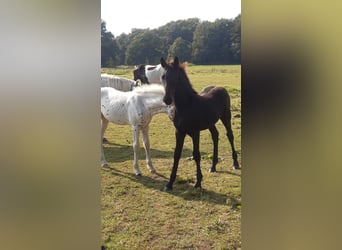 Barock Pinto, Merrie, 1 Jaar, Zwart