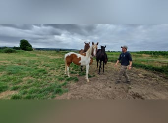 Barock Pinto, Merrie, 2 Jaar, 160 cm, Gevlekt-paard