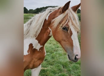 Barock Pinto, Merrie, 2 Jaar, 160 cm, Gevlekt-paard