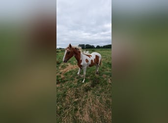 Barock Pinto, Merrie, 2 Jaar, 160 cm, Gevlekt-paard