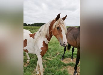 Barock Pinto, Merrie, 2 Jaar, 160 cm, Gevlekt-paard