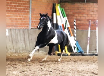 Barock Pinto, Merrie, 2 Jaar, 164 cm, Gevlekt-paard