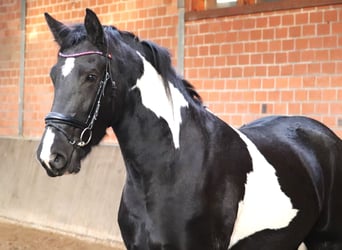 Barock Pinto, Merrie, 2 Jaar, 164 cm, Gevlekt-paard