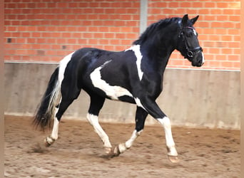 Barock Pinto, Merrie, 2 Jaar, 164 cm, Gevlekt-paard