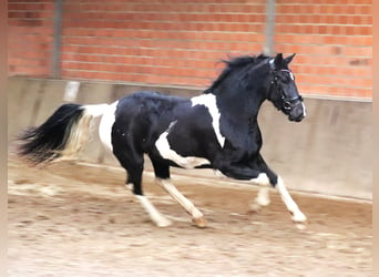 Barock Pinto, Merrie, 2 Jaar, 164 cm, Gevlekt-paard