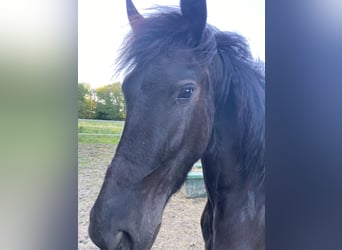 Barock Pinto, Merrie, 2 Jaar, 165 cm, Gevlekt-paard