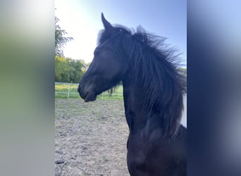 Barock Pinto, Merrie, 2 Jaar, 165 cm, Gevlekt-paard