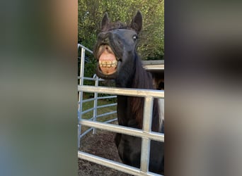 Barock Pinto, Merrie, 2 Jaar, 165 cm, Gevlekt-paard