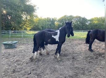 Barock Pinto, Merrie, 2 Jaar, 165 cm, Gevlekt-paard