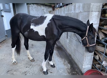 Barock Pinto, Merrie, 2 Jaar, 165 cm, Gevlekt-paard