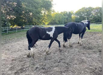 Barock Pinto, Merrie, 2 Jaar, 165 cm, Gevlekt-paard