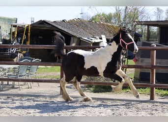 Barock Pinto, Merrie, 2 Jaar, Gevlekt-paard