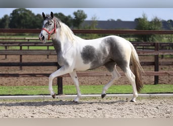 Barock Pinto Mix, Merrie, 2 Jaar, Gevlekt-paard