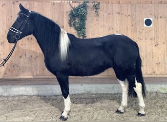 Barock Pinto, Merrie, 3 Jaar, 157 cm, Gevlekt-paard