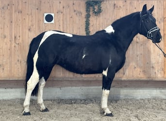 Barock Pinto, Merrie, 3 Jaar, 157 cm, Gevlekt-paard