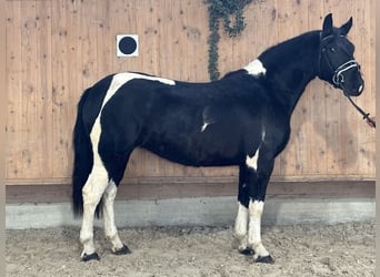 Barock Pinto, Merrie, 3 Jaar, 157 cm, Gevlekt-paard