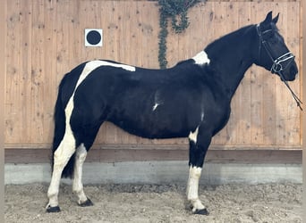 Barock Pinto, Merrie, 3 Jaar, 157 cm, Gevlekt-paard